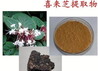 喜来芝提取物的不同规格与功效解析 从10:1到20:1及多糖应用