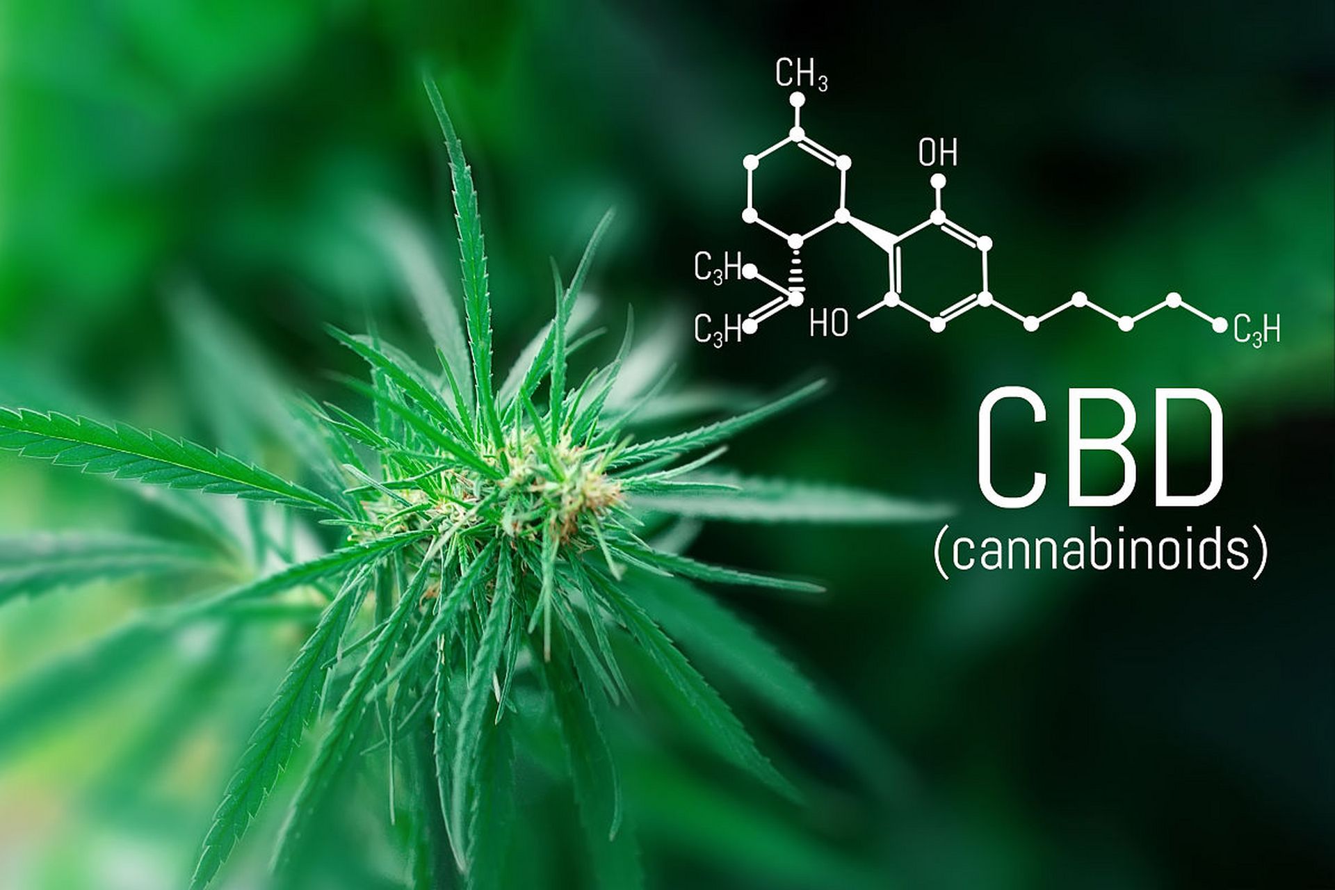 植物提取物 自然馈赠的宝藏及其多元生物活性探秘