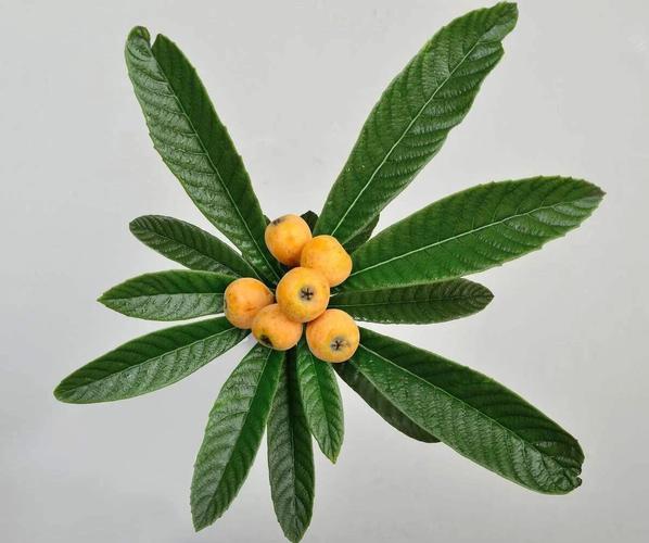 枇杷叶中的科罗索酸:一种天然的植物提取物